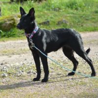 Chien rare chiot race chien du perou à fourr #4