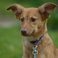 Chien rare chiot race chien du perou à fourr #6