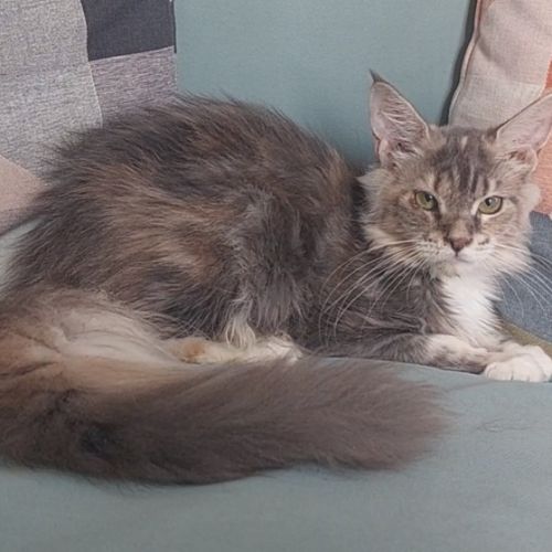 Chaton maine coon femelle loof