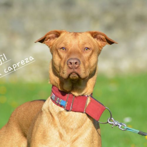 Vigil – chien du pérou, race rare et meconnue