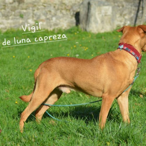 Vigil – chien du pérou, race rare et meconnue #2