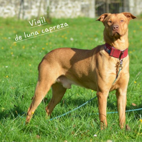 Vigil – chien du pérou, race rare et meconnue #4