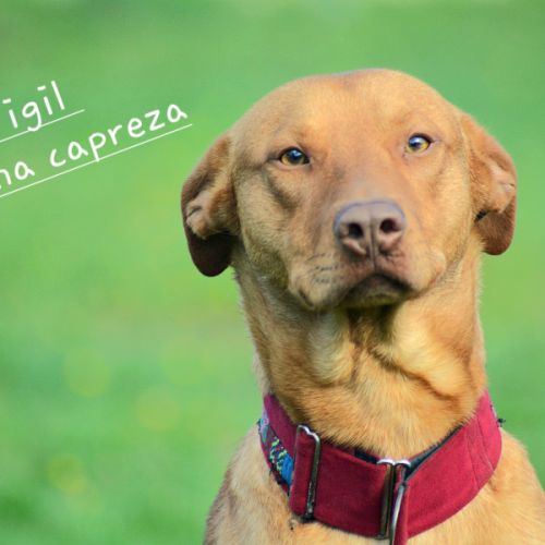 Vigil – chien du pérou, race rare et meconnue #5