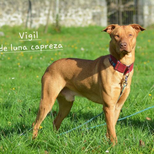 Vigil – chien du pérou, race rare et meconnue #6