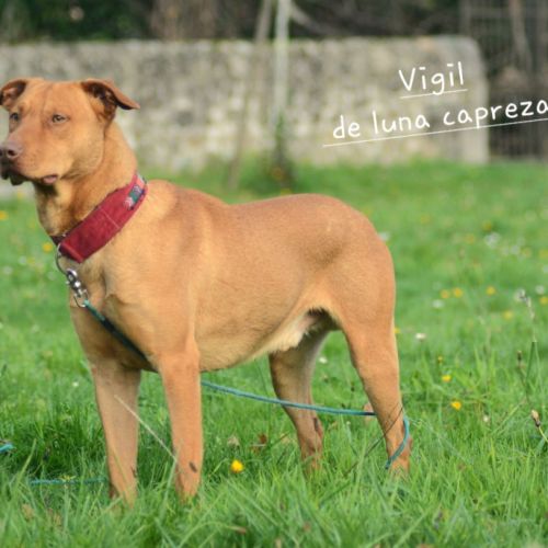 Vigil – chien du pérou, race rare et meconnue #7