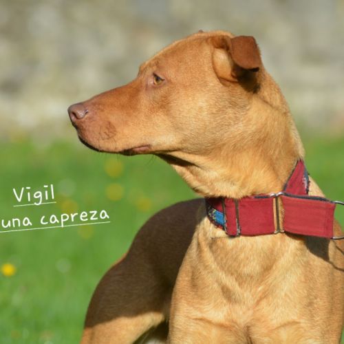 Vigil – chien du pérou, race rare et meconnue #8