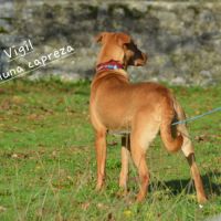 Vigil – chien du pérou, race rare et meconnue #3
