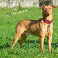 Vigil – chien du pérou, race rare et meconnue #4