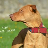 Vigil – chien du pérou, race rare et meconnue #8