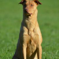 Vigil – chien du pérou, race rare et meconnue