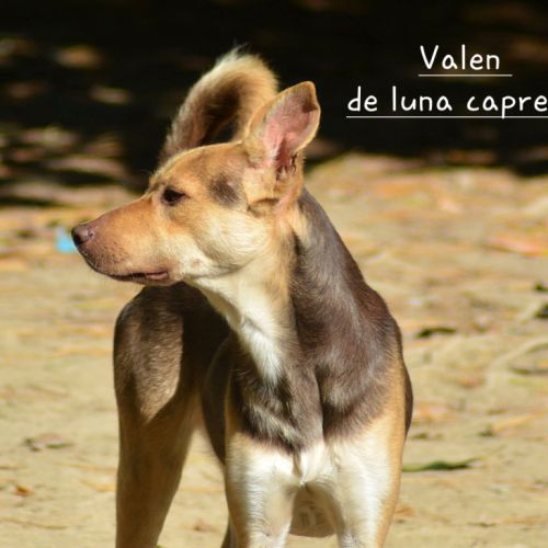 Valen chien du perou a fourrure #4