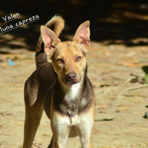 Valen chien du perou a fourrure #5