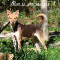 Valen chien du perou a fourrure