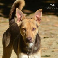 Valen chien du perou a fourrure #2