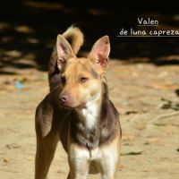 Valen chien du perou a fourrure #3