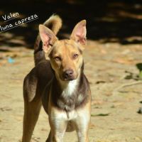 Valen chien du perou a fourrure #5