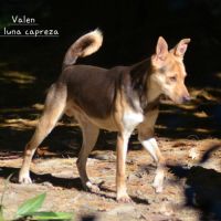 Valen chien du perou a fourrure #6