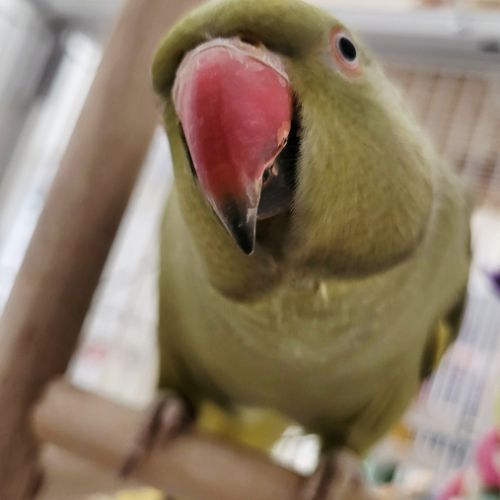 Perruche à collier eam #3