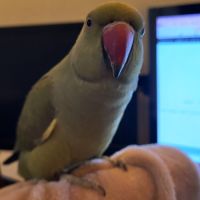 Perruche à collier eam #1