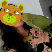 Perruche à collier eam