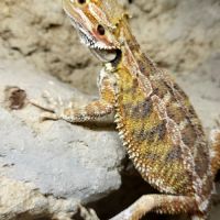 Jeunes pogonas viticeps nes chez moi