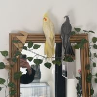 Un mâle et une femelle à vendre