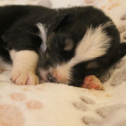 Chiot berger australien lof #1