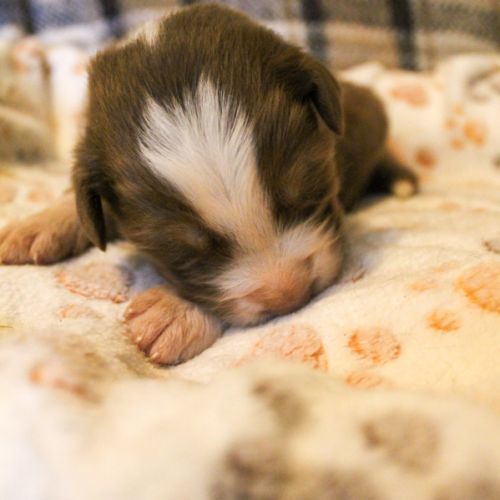 Chiot berger australien lof #3