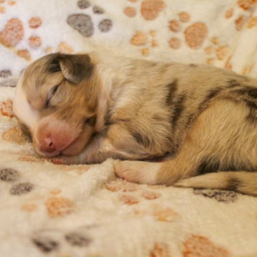 Chiot berger australien lof #5