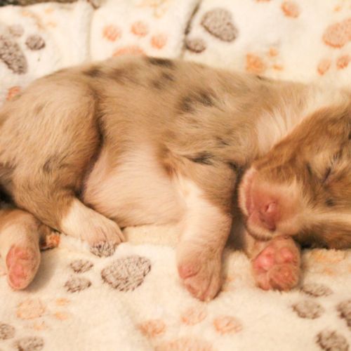 Chiot berger australien lof #6