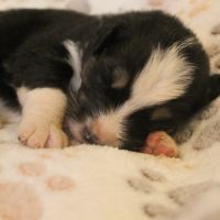 Chiot berger australien lof #1