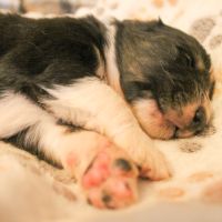 Chiot berger australien lof #0