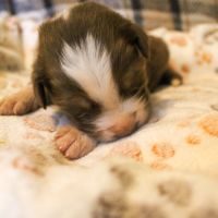 Chiot berger australien lof #3