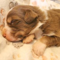 Chiot berger australien lof #4