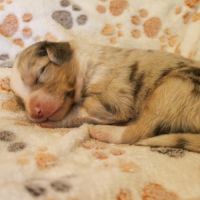 Chiot berger australien lof #5