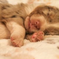 Chiot berger australien lof #7