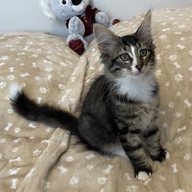 Chatons norvégiens disponibles #1