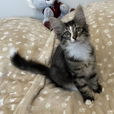 Chatons norvégiens disponibles #2