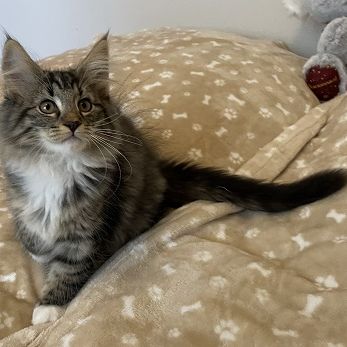 Chatons norvégiens disponibles #5