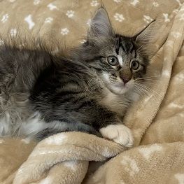 Chatons norvégiens disponibles #7