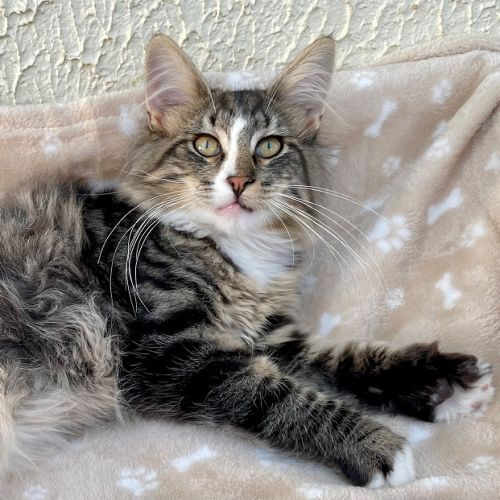 Chatons norvégiens disponibles #1