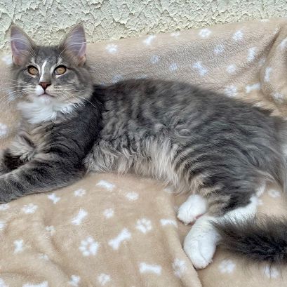 Chatons norvégiens disponibles