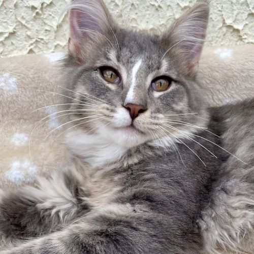 Chatons norvégiens disponibles #4