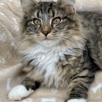 Chatons norvégiens disponibles #6