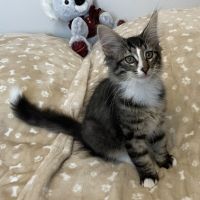 Chatons norvégiens disponibles #1