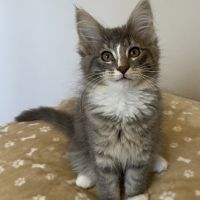 Chatons norvégiens disponibles