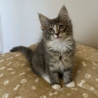 Chatons norvégiens disponibles #4