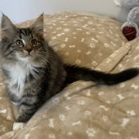 Chatons norvégiens disponibles #5