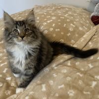 Chatons norvégiens disponibles #6