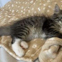 Chatons norvégiens disponibles #8